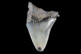 Partial, Fossil Megalodon Tooth #89403-1